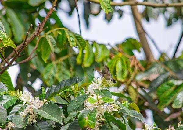 Best Platforms to Stream Live Kolibri Today