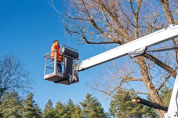 Codys Tree Service for Complete Tree Care South Lake Tahoe