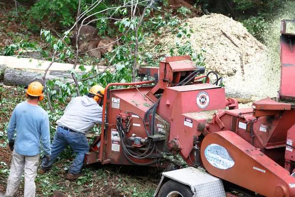 Local Jackson MI Tree Removal Services for Large and Small Trees