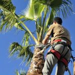 Tree Care Enterprises Certified Arborist and Tree Health Specialists