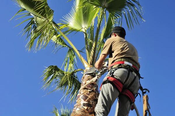 Tree Care Enterprises Certified Arborist and Tree Health Specialists
