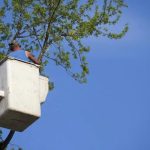 Tree Removal Service Mobile Offering Professional Tree Care