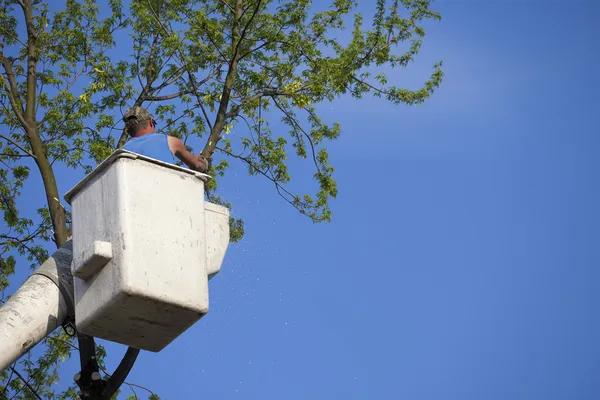 Tree Removal Service Mobile Offering Professional Tree Care