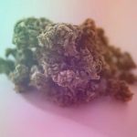 Everything You Need to Know About THCA in Austin