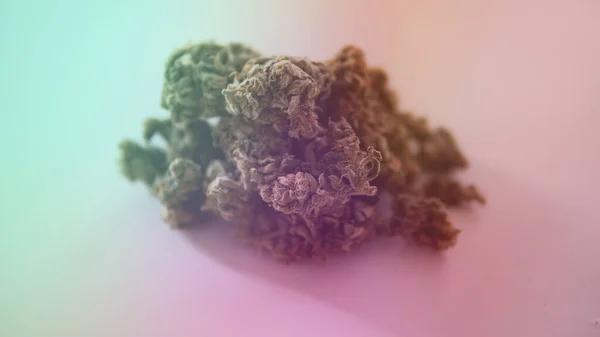 Everything You Need to Know About THCA in Austin
