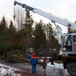 Quality Tree Service Near Me for Reliable Tree Removal & Maintenance