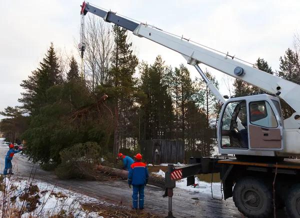 Quality Tree Service Near Me for Reliable Tree Removal & Maintenance