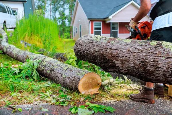 Finding Trusted Emergency Tree Services for Immediate Tree Care