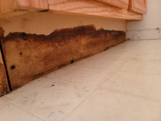 Effective Indianapolis Crawl Space Services for Damp Crawl Spaces
