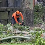 Trusted Tree Services for All Your Tree Maintenance Needs