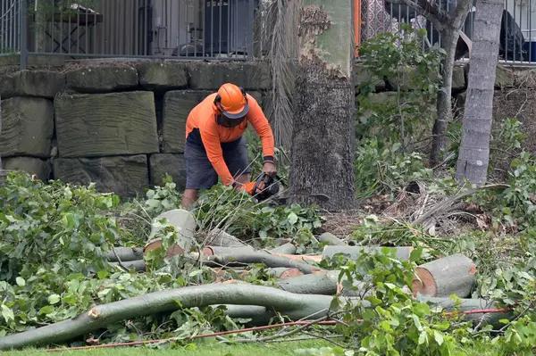 Trusted Tree Services for All Your Tree Maintenance Needs