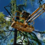 Trusted Tree Service Mobile for Healthy Trees and Beautiful Outdoor Spaces