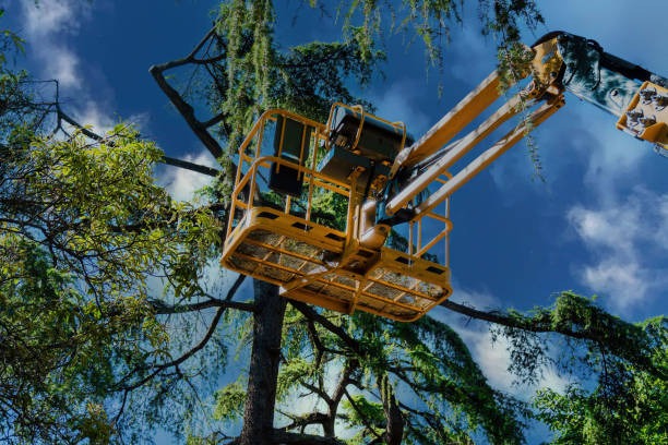 Trusted Tree Service Mobile for Healthy Trees and Beautiful Outdoor Spaces